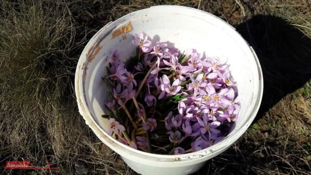 У Лиманському районі затримали браконьєрів, які збирали першоцвіти (фото)