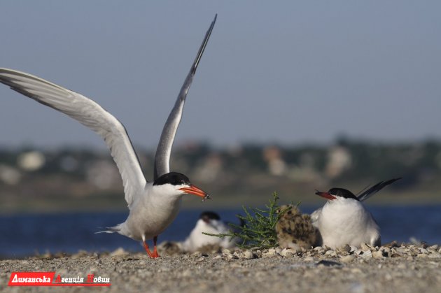 Благодаря соединительному каналу на Тилигуле выросли колонии птиц