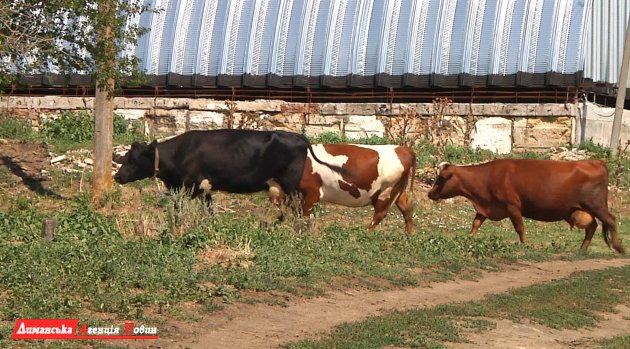 В Визирской громаде планируют воплощать программы по поддержке аграрного сектора