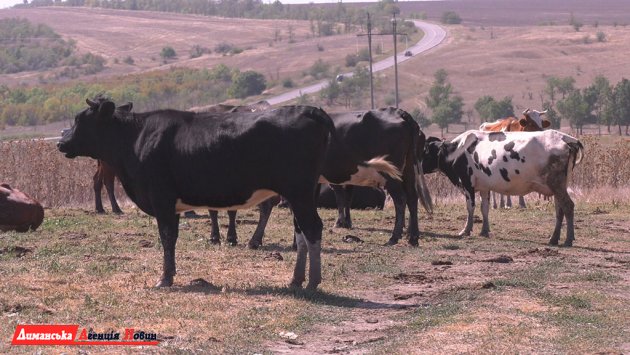 Визирська сільрада створила комісію задля розвитку тваринництва громади (фото)