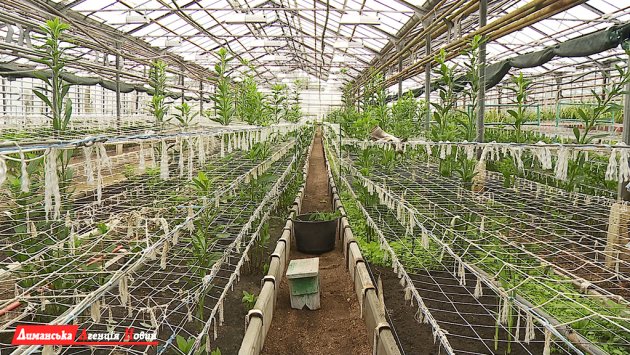 Энергоэффективно и естественно: в теплицах Одесского припортового завода выращивают экзотические растения.