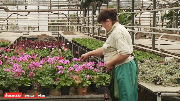 На теріторії "Одеського припортового заводу" вирощують декоративні рослини.