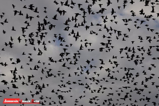 Тилигульский лиман - древнейшая "трасса" миграции птиц.