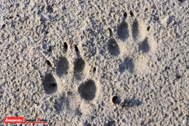 Різноманіття екосистеми Тилігульського лиману поповнилося тваринами (фото)