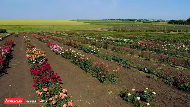 Коллекционер в Лиманском районе имеет на подворье более 500 сортов роз