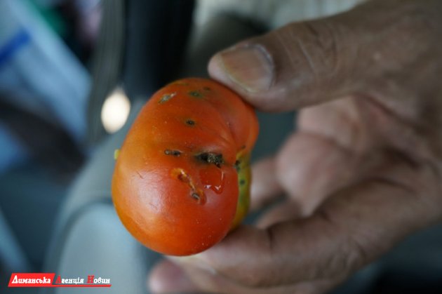 В Фонтанке введен карантин по южноамериканской томатной моли (фото)