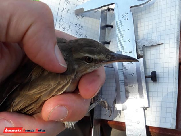 В РЛП «Тилигульский» исследователи организовали экспедицию по кольцеванию птиц