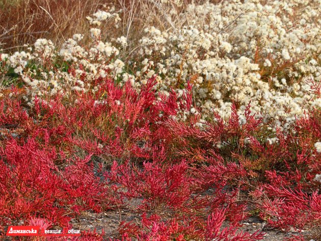 Тилігул восени перетворюється на казковий багатобарвний світ (фотофакт)