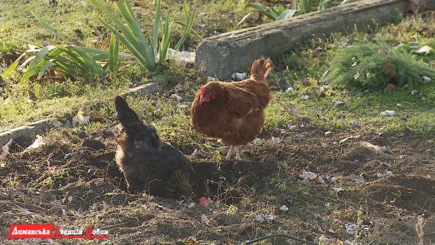 Визирская ОТГ: несмотря на трудности, сельчане все еще занимаются птицеводством