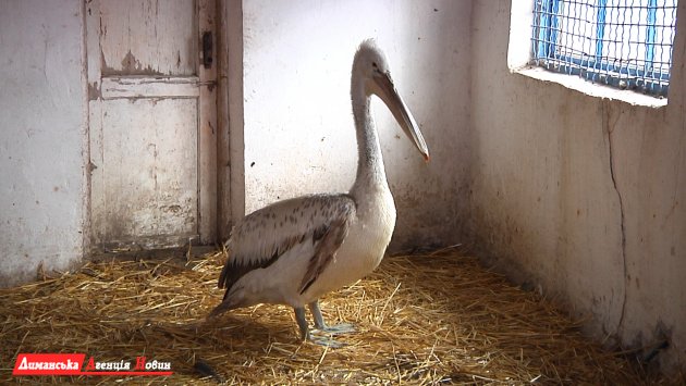 Спасенный на Тилигуле пеликан выздоравливает в Одесском зоопарке (фото)