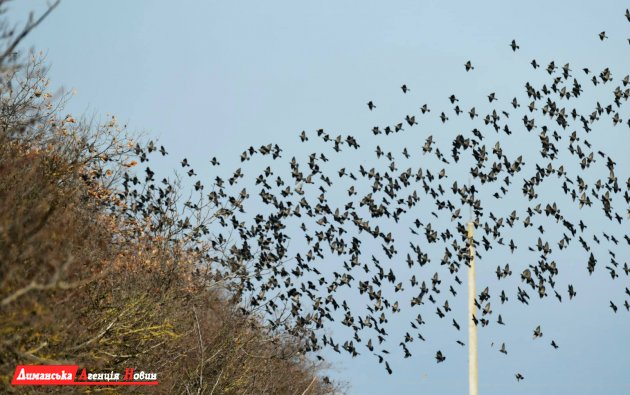 На Тилигул прилетели первые весенние птицы-мигранты (фото)
