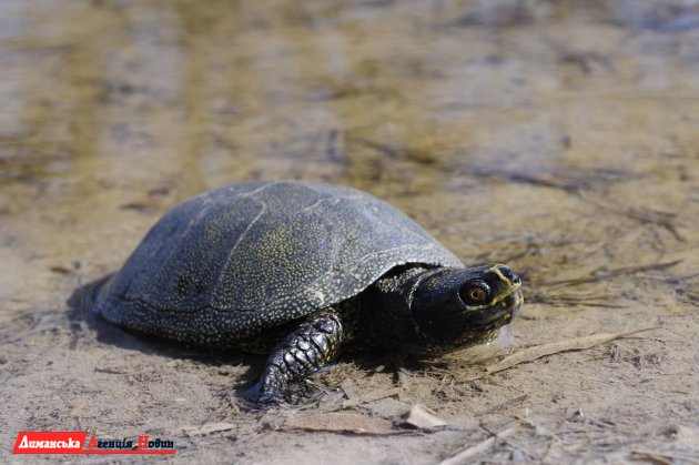 На Тилигуле проснулись черепахи (фото)