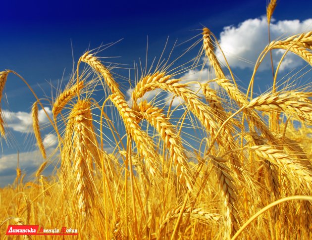 Експорт українського зерна збільшиться на чверть у 2021-2022 МР