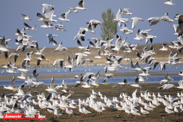 На Тилигульском лимане проживает большое разнообразие птиц