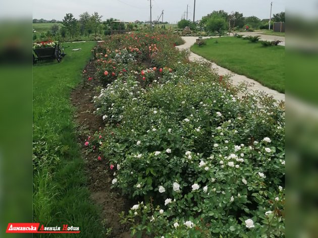 Доброславский парк «Тракия» покрылся цветами роз (фотофакт)