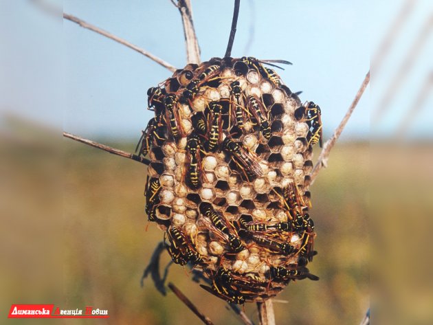 Бумажные осы на Тилигуле — как изготавливают бумагу