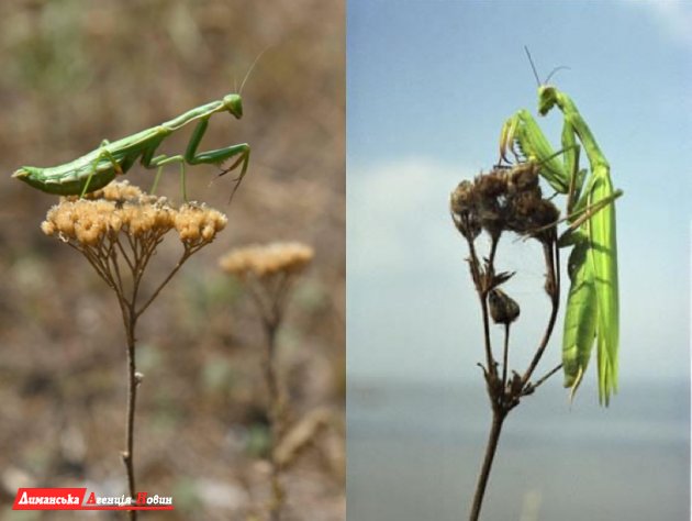 Богомоли — це самі незвичайні комахи Тилігула