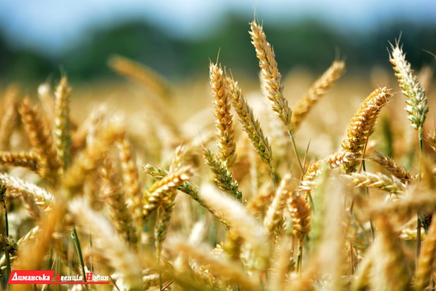 Володимир Приймак: про головну культуру степу — озиму пшеницю