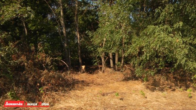 В Дмитровском старостате злоумышленники незаконно вырубают деревья в лесополосах (фото)