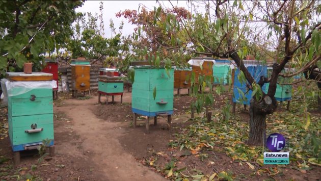 Визирська ОТГ: бджільництво дуже популярне серед мешканців села Любопіль (фото)