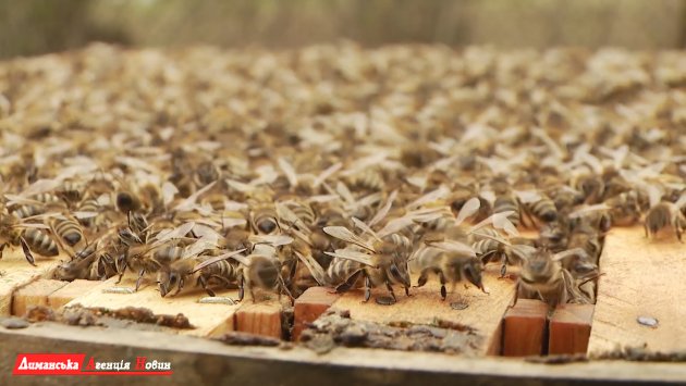 Бджолярі Визирської громади зафіксували замор бджіл (фото)