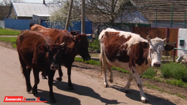 В Украине сократилась численность крупного рогатого скота на 25% (фото)