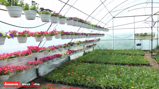 Визирская ОТГ: предприниматель из Конного поделился опытом выращивания цветов и рассады (фото)