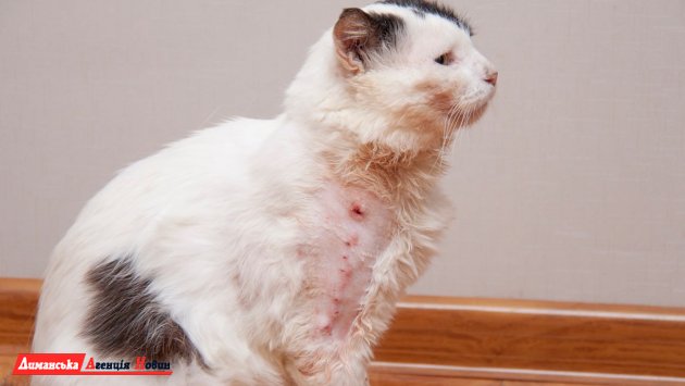 Визирская ОТГ: представители БФ им. А. Ставницера спасли кота после огнестрельного ранения (фото)