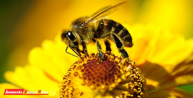 Вниманию пчеловодов: 14 мая в Визирке запланировано опрыскивание горчицы