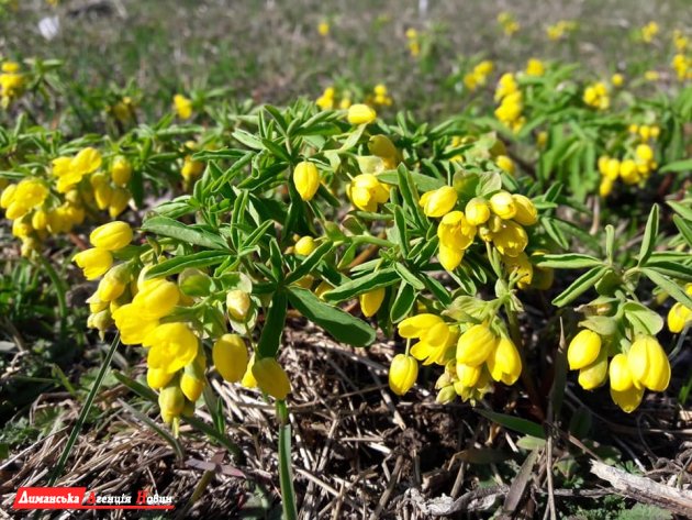 У Визирській СТГ на Тилігулі розквітли весняні первоцвіти (фото)