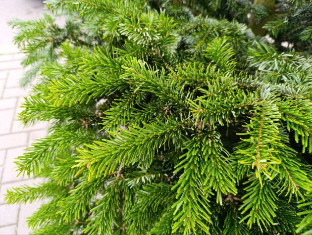 У Визирській громаді посилюють охорону хвойних насаджень на період новорічних свят